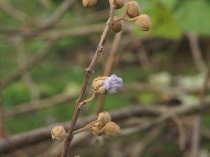 Paulownia elongata