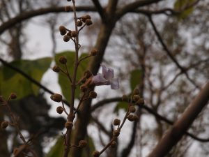 Paulownia elongata