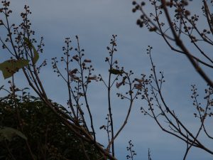 Paulownia elongata