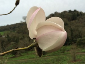 Magnolia ‘Ethel Hillier’