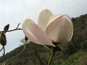Magnolia ‘Ethel Hillier’
