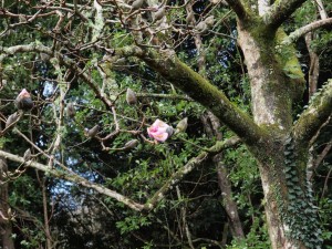 Magnolia outside back yard