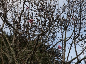 Magnolia outside back yard