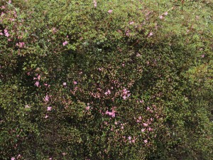 Azalea ‘Hinomayo’