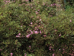 Azalea ‘Hinomayo’