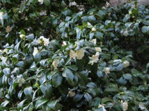 Camellia ‘Noblissima’