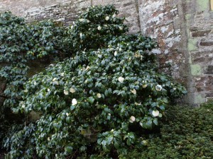 Camellia ‘Noblissima’