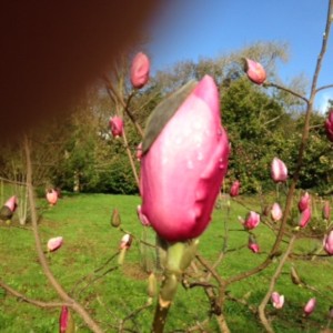 Magnolia ‘Todds Forty-Niner’