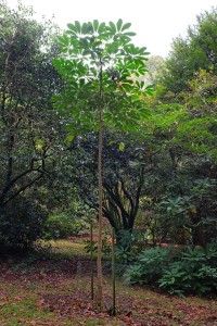 Schefflera alpina