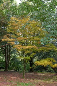 Acer palmatum ‘Senkaki’ (now ‘Sango kaku’)