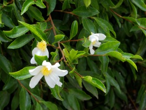 Camellia sasanqua ‘Alba’