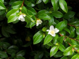 Camellia sasanqua ‘Alba’