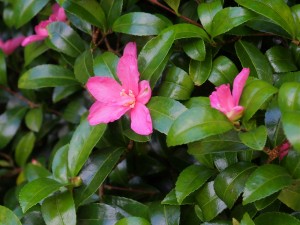 Camellia sasanqua ‘Rosea’