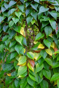 Styrax japonicus ‘Pendula’