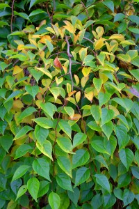 Styrax japonicus ‘Pendula’