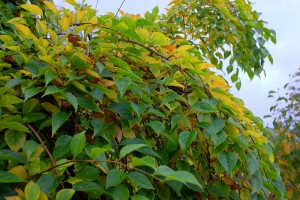 Styrax japonicus ‘Pendula’