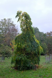 Styrax japonicus ‘Pendula’