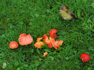 red fungi