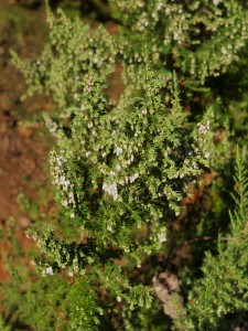 Erica arborea