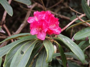 Rhododendron nobleanum