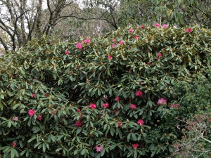 Rhododendron nobleanum