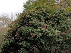 Rhododendron nobleanum