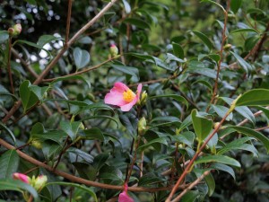 Camellia x williamsii hedge