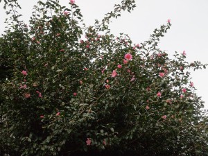 Camellia x williamsii hedge