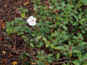 Rhododendron moupinense