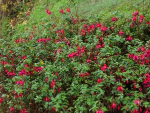 Fuchsias still in full leaf and flower