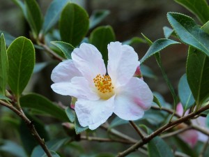 Camellia saluensis