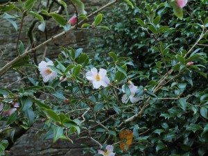 Camellia saluensis