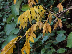 Wisteria sinensis ‘Black Dragon’