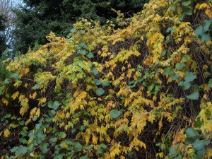 Wisteria sinensis ‘Black Dragon’