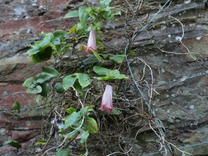 Lapageria ‘Picotee’