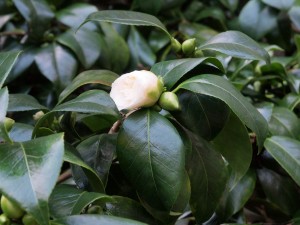 Camellia ‘Sodegasuki’