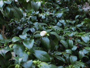 Camellia ‘Sodegasuki’