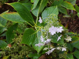 Hydrangea ‘Fireworks’