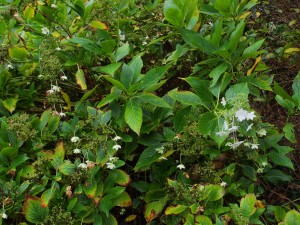 Hydrangea ‘Fireworks’