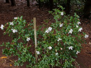 Rhododendron moupinense