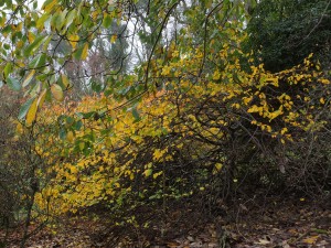 Parrotia persica