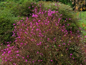 Rhododendron mucronulatum