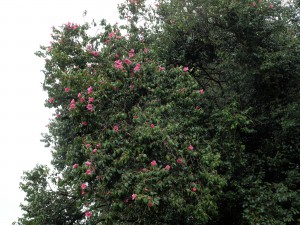 unnamed Camellia x williamsii