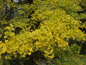 Gingko biloba