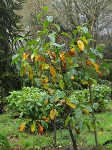 Magnolia pseudokobus ‘Kubimishidori’