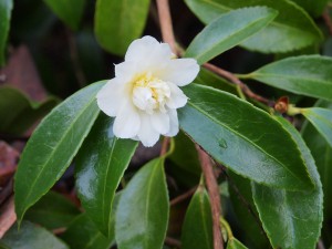 Camellia sasanqua ‘Polar Ice’