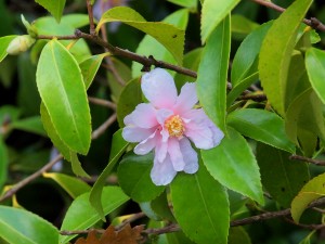 Camellia sasanqua ‘Winters Toughie’