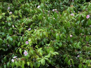 Camellia sasanqua ‘Winters Toughie’