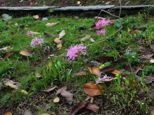 nerine bed