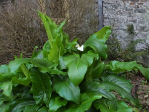 Arum lily (zantedeshia aethiopica)